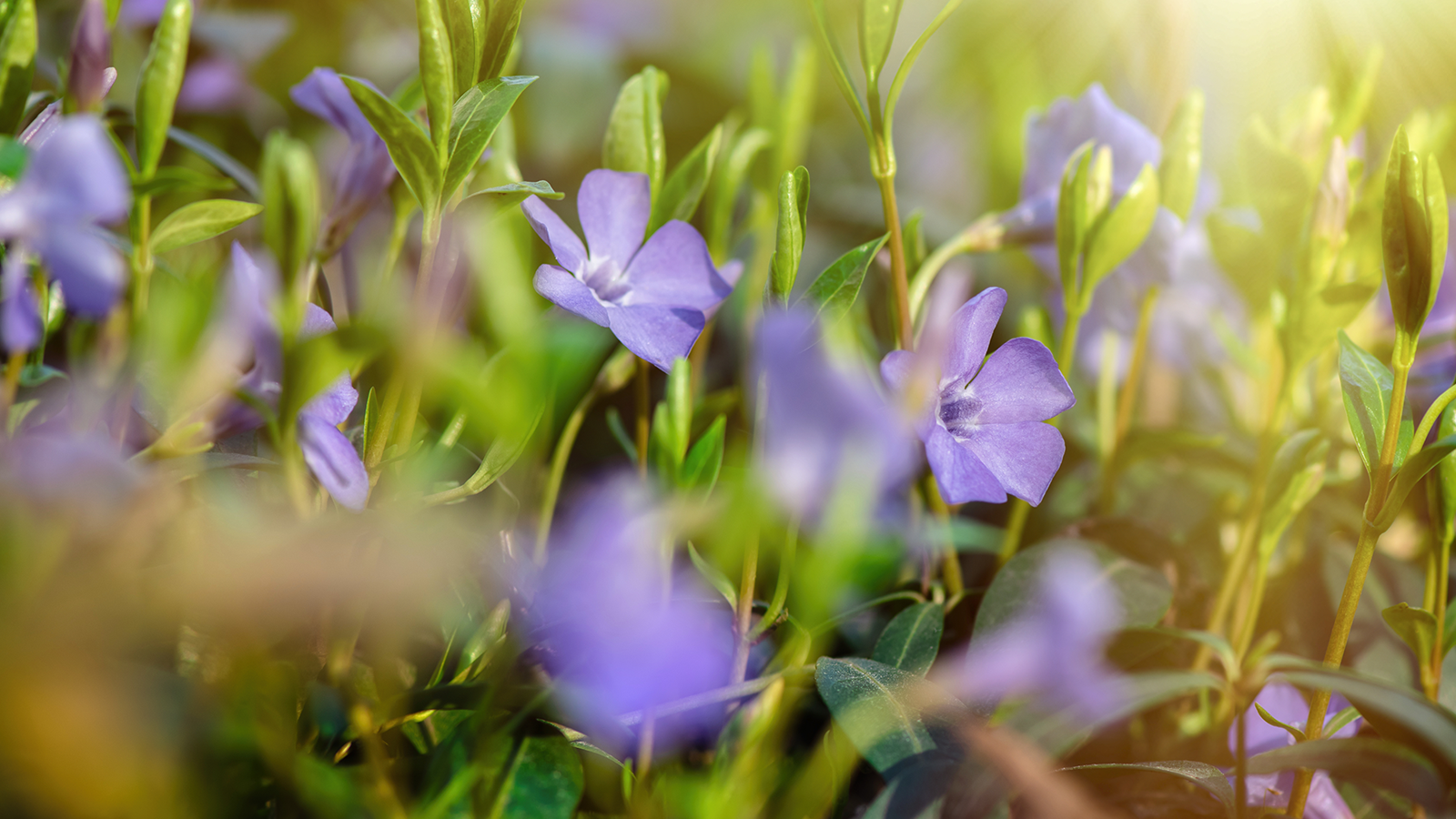 vinpocetine huperzine a acetyl l carnitine The Effects on the Cognitive Function of Healthy Volunteers of Combination of Acetyl-L-Carnitine, and A Administered Over 28 Days Ceretrophin Tablet composition. | Download
