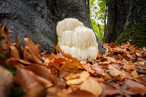 Lions Mane, The Brain-Boosting Mushroom