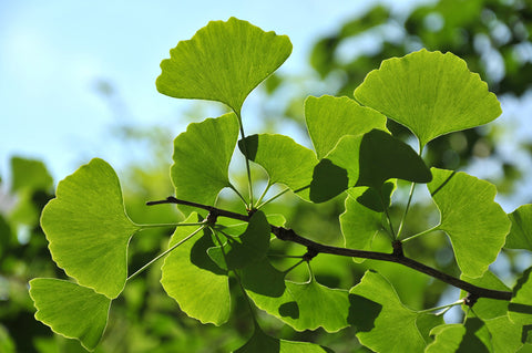 Ancient Herb Rediscovered